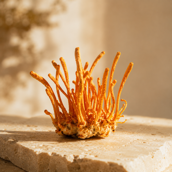 Cordyceps